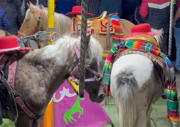 Denuncian maltrato animal por uso de ponis como carrusel viviente en la Feria de Tlaxcala 2025