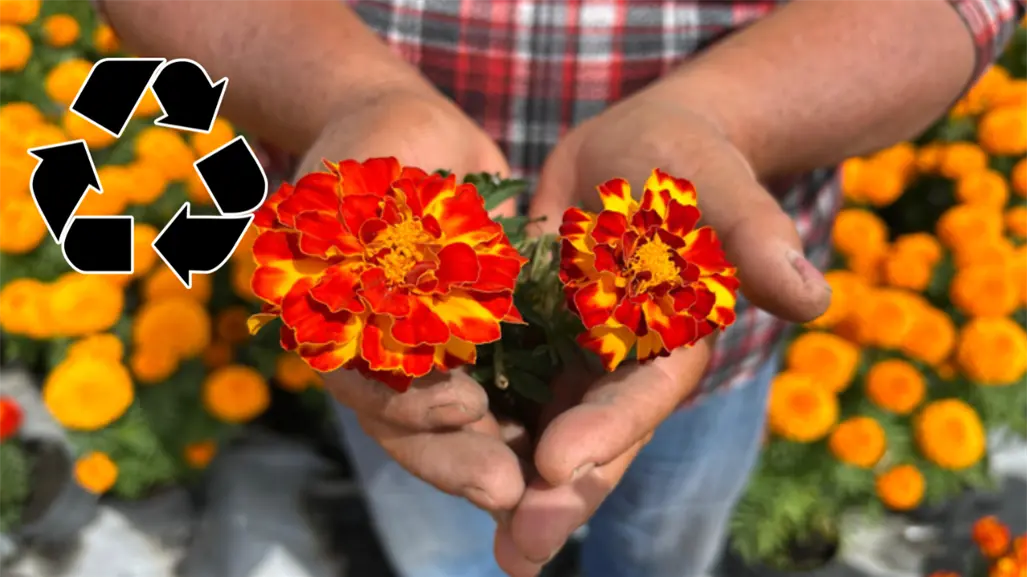 Descubre dónde reciclar la flor de cempasúchil en CDMX y cómo intercambiarla paso a paso