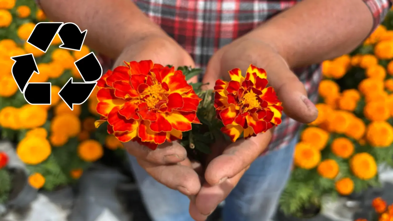 De fondo manos con flor, ilustración de reciclaje. Foto: Paola Paz | Canva