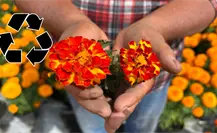 Descubre dónde reciclar la flor de cempasúchil en CDMX y cómo intercambiarla paso a paso Descubre dónde reciclar la flor de cempasúchil en CDMX y cómo intercambiarla paso a paso