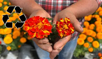 Descubre dónde reciclar la flor de cempasúchil en CDMX y cómo intercambiarla paso a paso