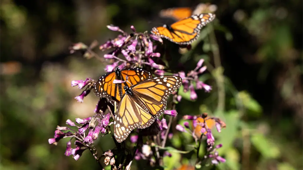 ¿Cuándo llegan las mariposas monarca al Edomex? Conoce su ruta de migración y fechas de arribo