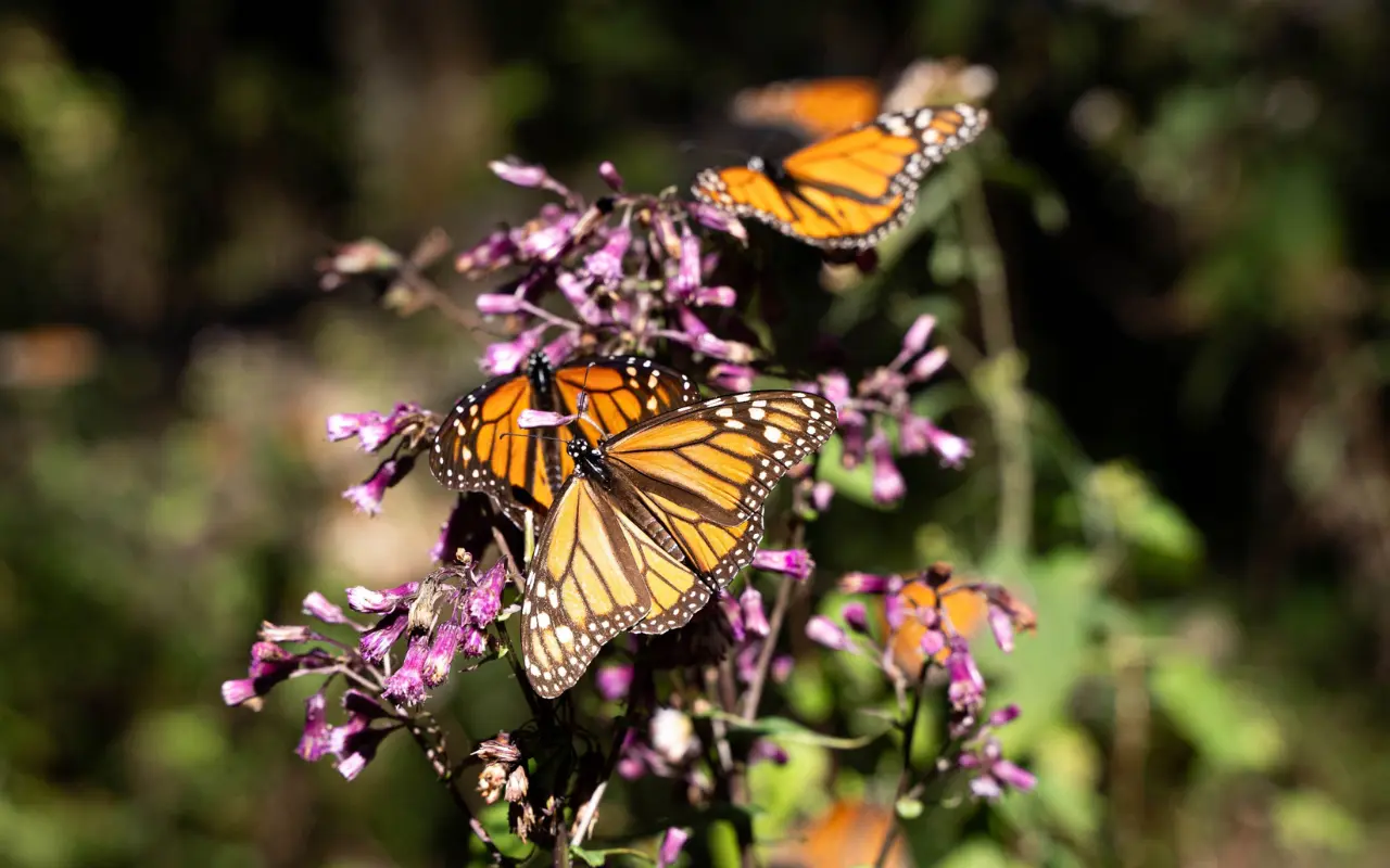 Mariposas monarca. Foto: X/ @ELDEBATE