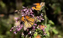 ¿Cuándo llegan las mariposas monarca al Edomex? Conoce su ruta de migración y fechas de arribo ¿Cuándo llegan las mariposas monarca al Edomex? Conoce su ruta de migración y fechas de arribo
