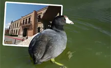 MUSAVE en Saltillo celebrará su 32 aniversario, descubre las actividades únicas que prepara MUSAVE en Saltillo celebrará su 32 aniversario, descubre las actividades únicas que prepara