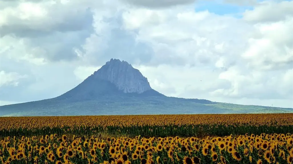 Sunflower Festival 2025: todo listo para el evento en González, Tamaulipas