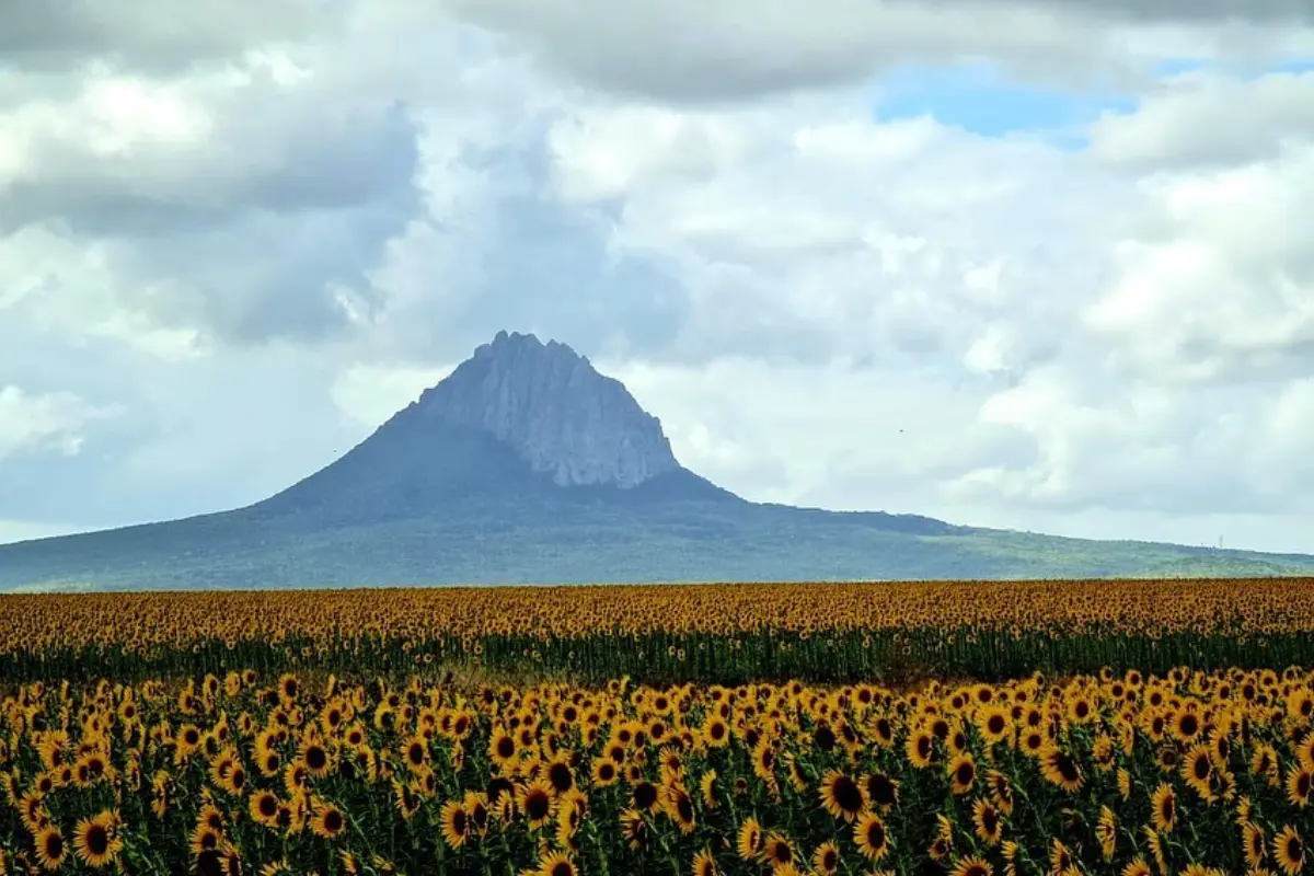 Campo de girasoles en González y en el horizonte el emblemático cerro del Bernal. Foto: Ramón Sánchez