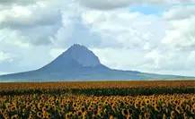 Sunflower Festival 2025: todo listo para el evento en González, Tamaulipas Sunflower Festival 2025: todo listo para el evento en González, Tamaulipas