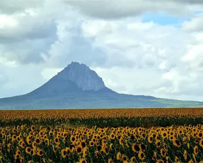 Sunflower Festival 2025: todo listo para el evento en González, Tamaulipas