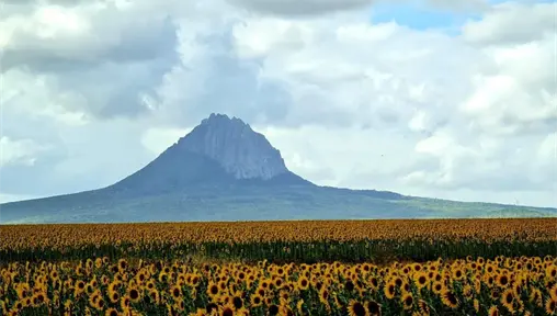 Sunflower Festival 2025: todo listo para el evento en González, Tamaulipas