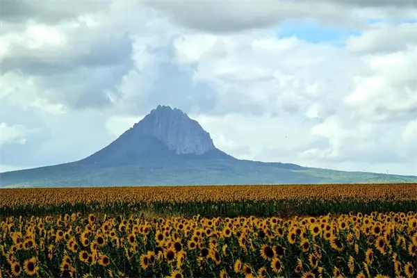 Sunflower Festival 2025: todo listo para el evento en González, Tamaulipas Sunflower Festival 2025: todo listo para el evento en González, Tamaulipas