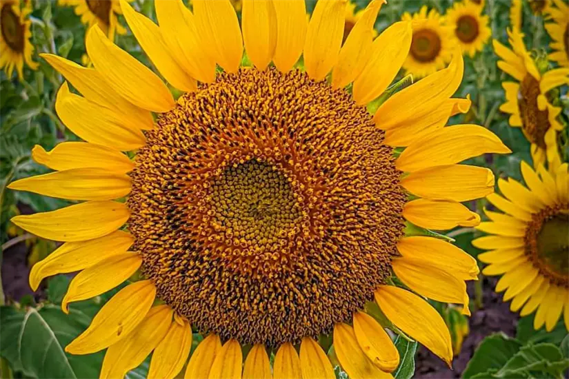 imagen recuadro Foto: Ramón Sánchez