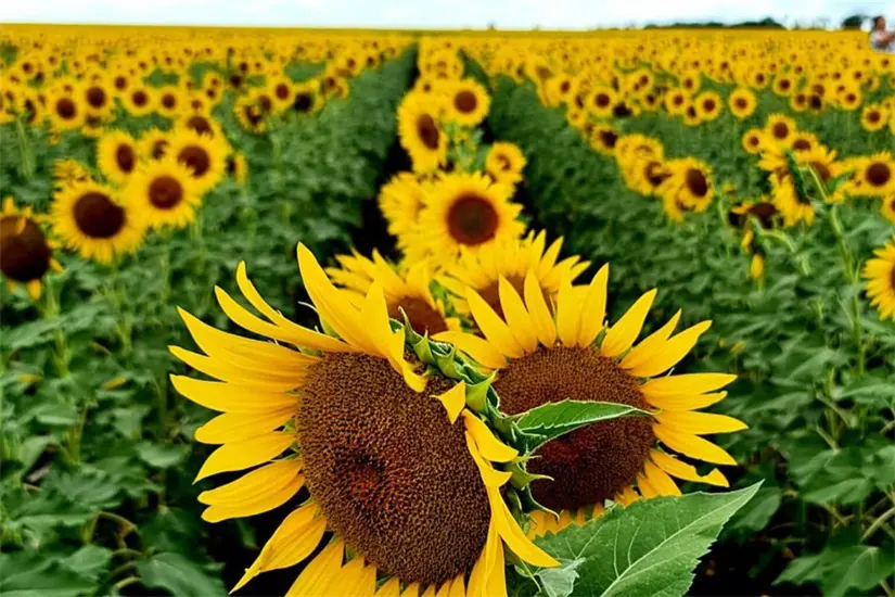 imagen recuadro Campo de girasoles en el municipio de González, Tamaulipas. Foto: Ramón Sánchez