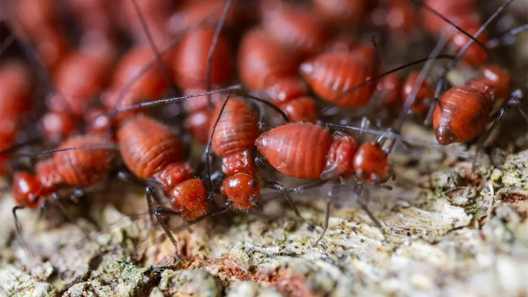 Termitas causan graves daños a estructuras de madera en Yucatán