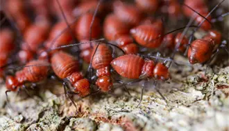 Termitas causan graves daños a estructuras de madera en Yucatán