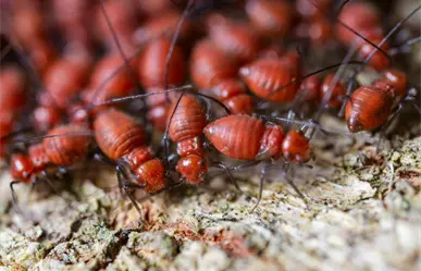 Termitas causan graves daños a estructuras de madera en Yucatán