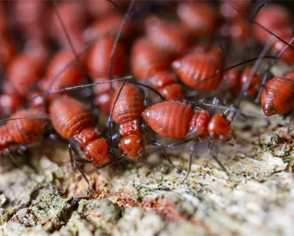 Termitas causan graves daños a estructuras de madera en Yucatán