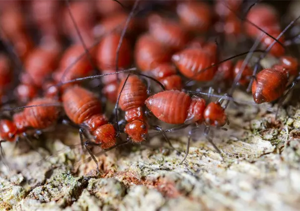 Termitas causan graves daños a estructuras de madera en Yucatán