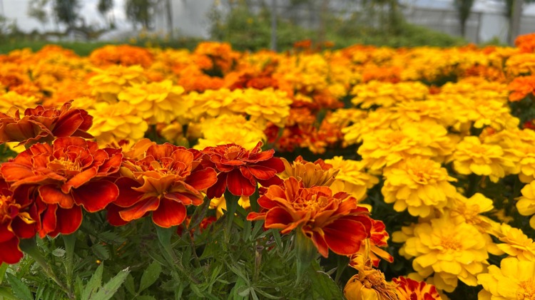 imagen-cuerpo imagen-cuerpo