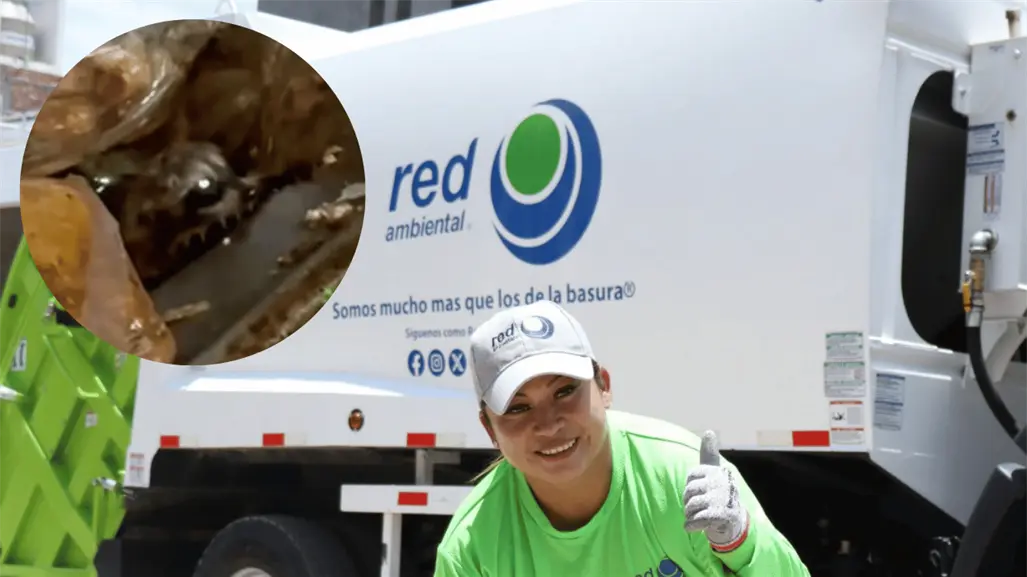 Rescatan a mapache entre la basura: trabajadores de Red Ambiental salvan a animal encontrado durante recolección