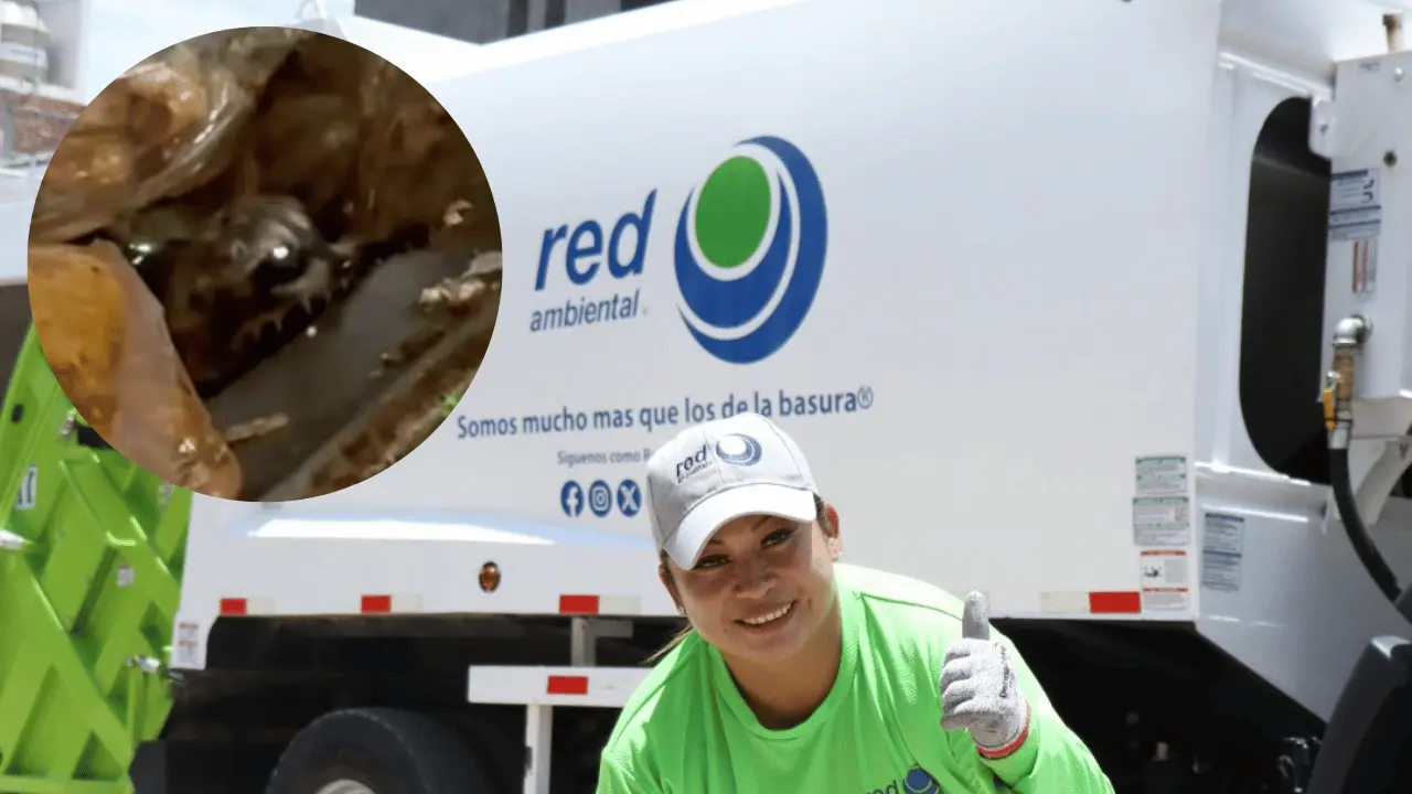 La publicación destacó el actuar responsable del personal, quienes decidieron detener la compactadora y revisar cuidadosamente el contenedor antes de continuar la ruta. Foto: Canva.