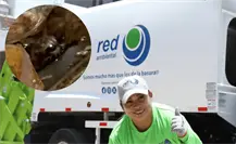 Rescatan a mapache entre la basura: trabajadores de Red Ambiental salvan a animal encontrado durante recolección Rescatan a mapache entre la basura: trabajadores de Red Ambiental salvan a animal encontrado durante recolección