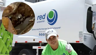 Rescatan a mapache entre la basura: trabajadores de Red Ambiental salvan a animal encontrado durante recolección