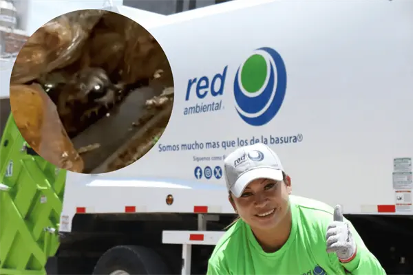 Rescatan a mapache entre la basura: trabajadores de Red Ambiental salvan a animal encontrado durante recolección Rescatan a mapache entre la basura: trabajadores de Red Ambiental salvan a animal encontrado durante recolección