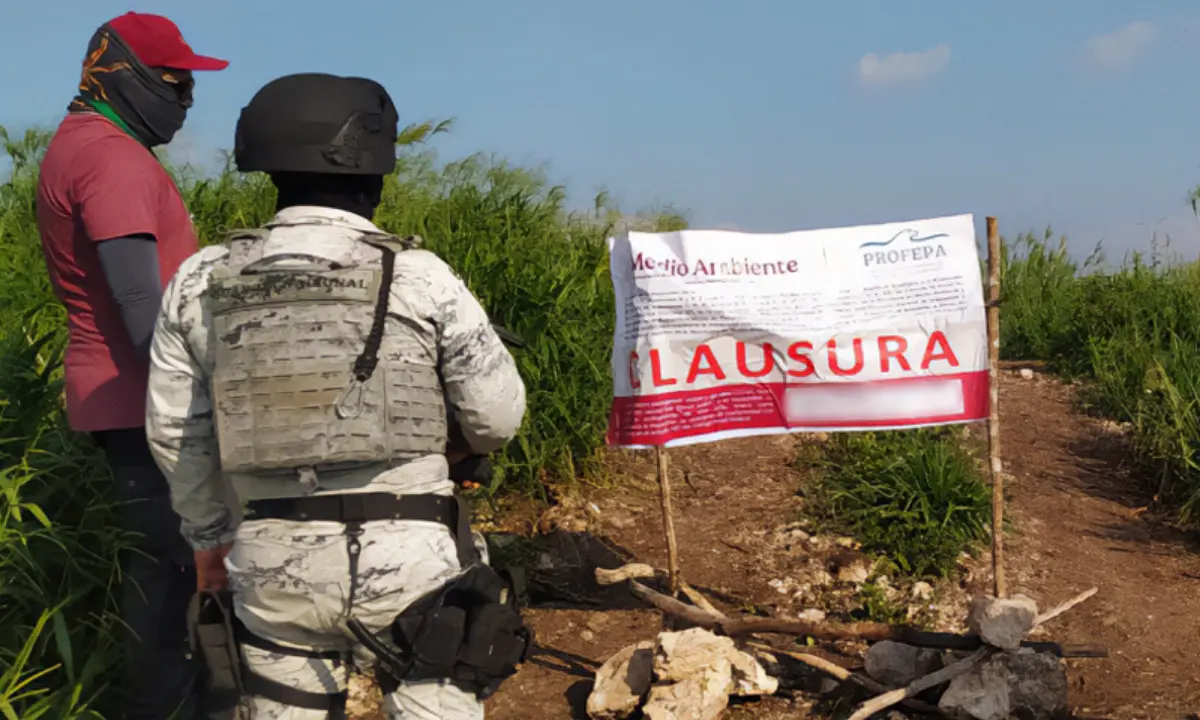 Se constató la remoción de vegetación de selva baja en una superficie de 119 hectáreas Foto: PROFEPA