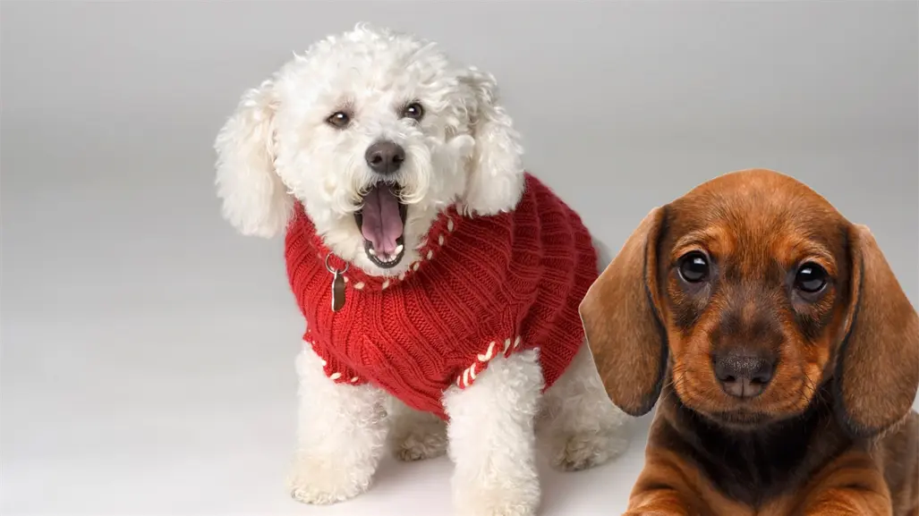 Cobijas, suéteres y amor: Así puedes apoyar a los perritos rescatados en Torreón este invierno