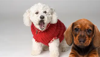 Cobijas, suéteres y amor: Así puedes apoyar a los perritos rescatados en Torreón este invierno