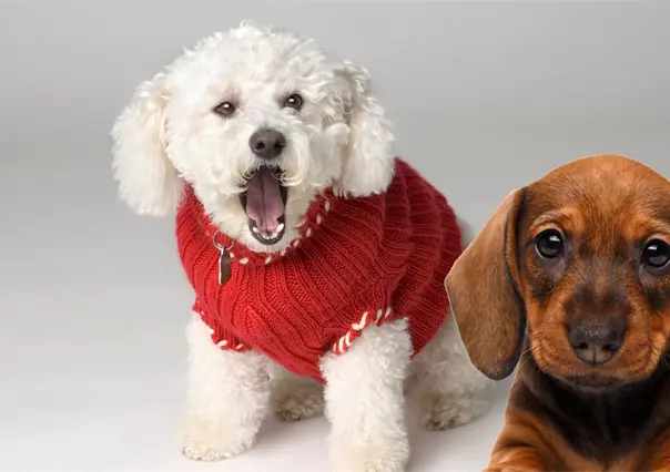 Cobijas, suéteres y amor: Así puedes apoyar a los perritos rescatados en Torreón este invierno