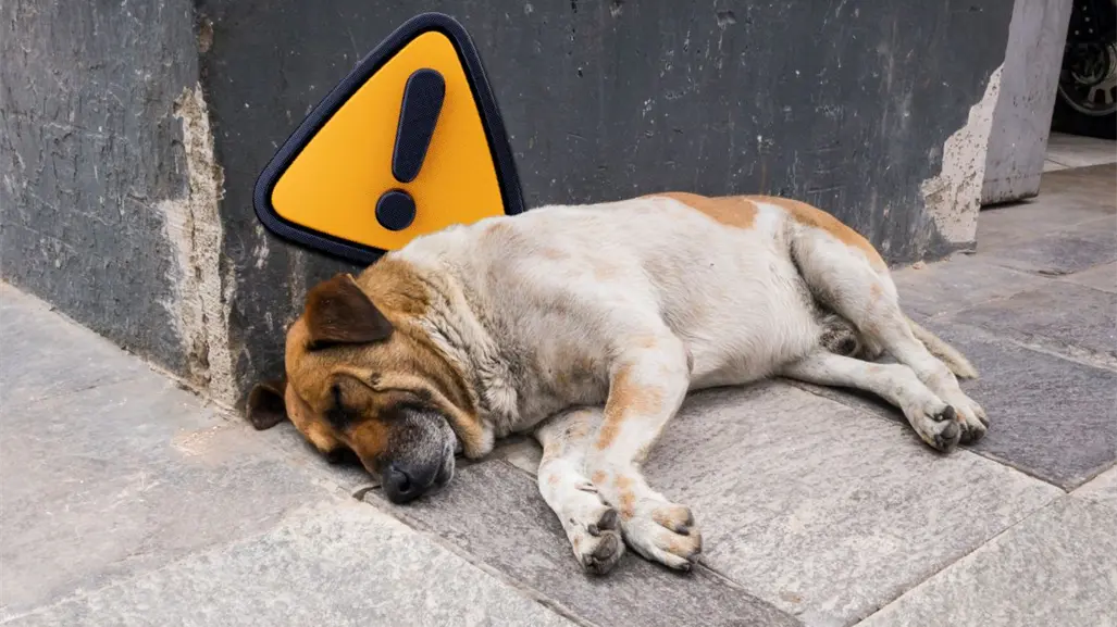 Crueldad animal en Piedras Negras: municipio enfrentará multa millonaria por disposición irregular de perros