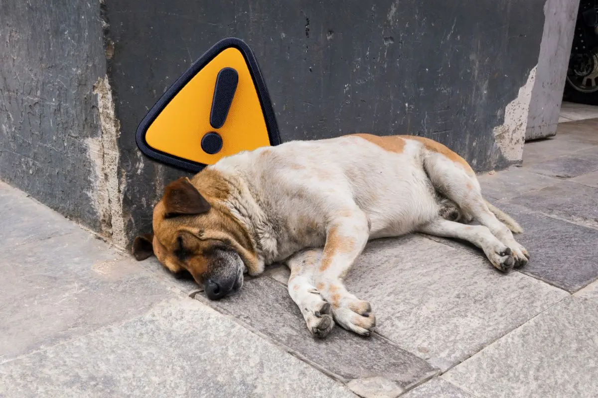 Piedras Negras enfrentara multa millonaria por caso de crueldad animal del Gobierno Municipal / Foto: Composición de Canva