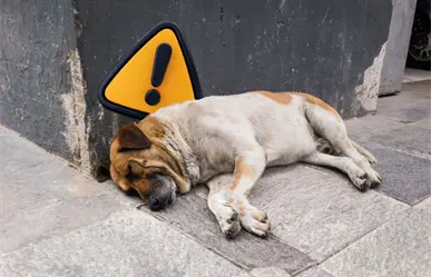 Crueldad animal en Piedras Negras: municipio enfrentará multa millonaria por disposición irregular de perros