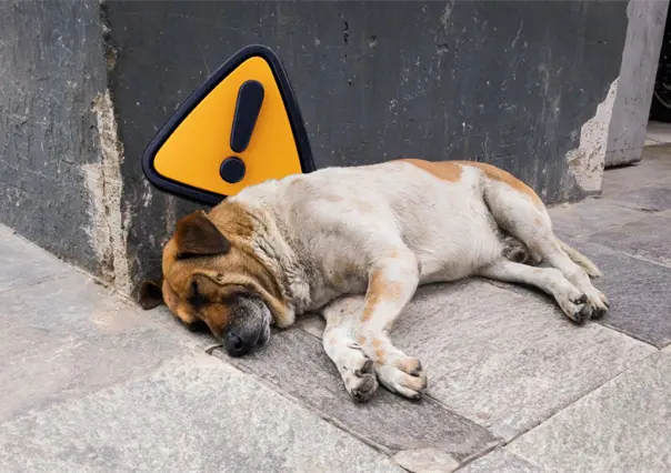 Crueldad animal en Piedras Negras: municipio enfrentará multa millonaria por disposición irregular de perros