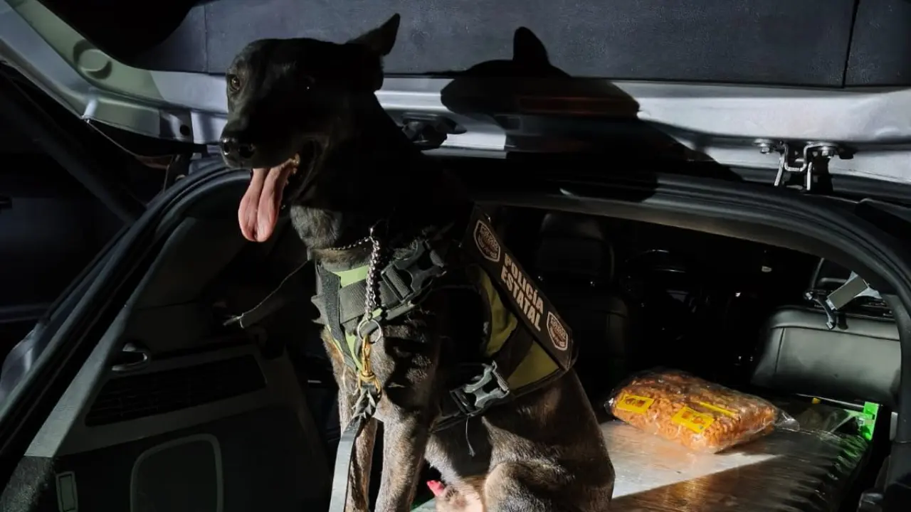 Autoridades estatales señalaron que el aseguramiento forma parte de una estrategia permanente para combatir el tráfico de drogas en la región norte del estado./Foto: Cortesía