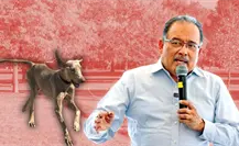 Andrés Mijes invita a adoptar a Lazarito, el perrito rescatado que busca un hogar Andrés Mijes invita a adoptar a Lazarito, el perrito rescatado que busca un hogar