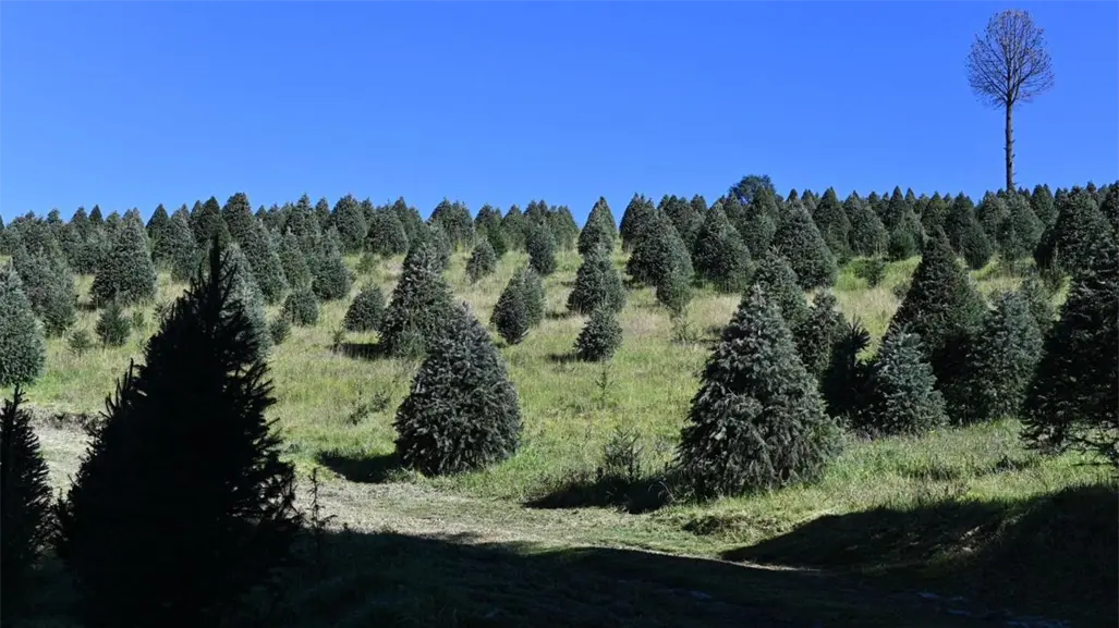 Edomex encabeza la producción de árboles de Navidad en México con más de 470 mil unidades anuales