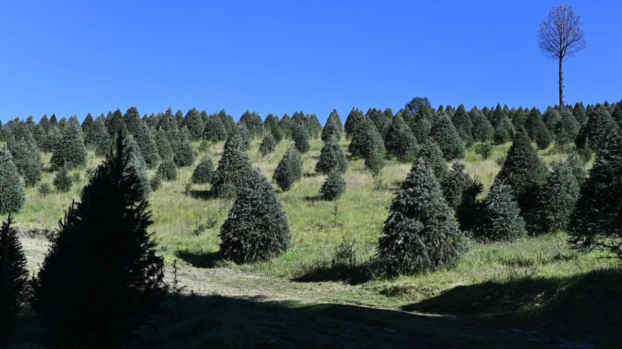 Edomex encabeza la producción de árboles de Navidad en México con más de 470 mil unidades anuales. Foto: @Probosque_