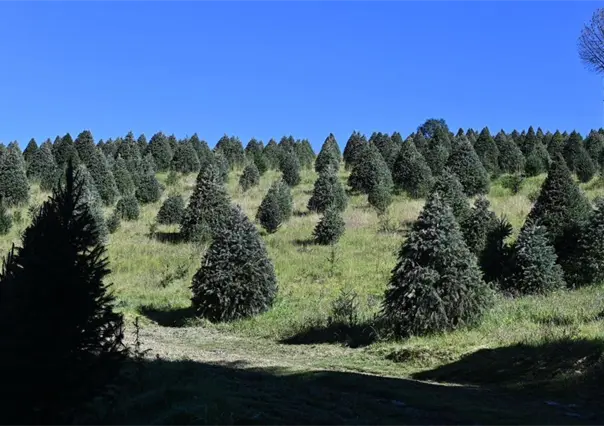 Edomex encabeza la producción de árboles de Navidad en México con más de 470 mil unidades anuales