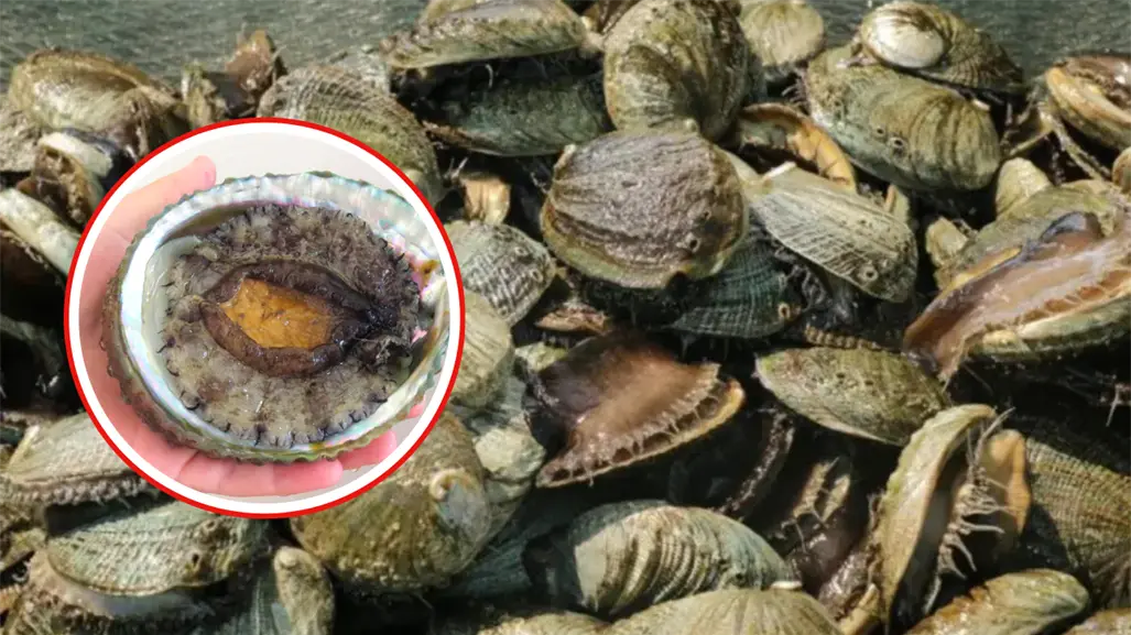 El abulón invade costas de Tamaulipas y amenaza la biodiversidad marina