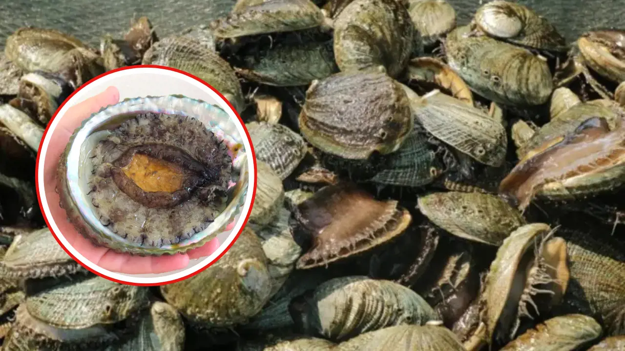 La aparición del abulón ha provocado la disminución de poblaciones de ostión | Foto: Perla Herrera