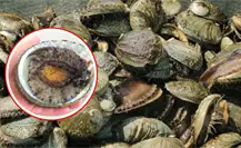 El abulón invade costas de Tamaulipas y amenaza la biodiversidad marina