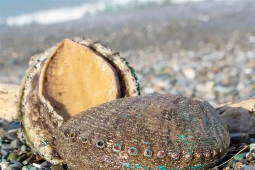 imagen recuadro Esta especie vive más en costas del Pacifico Mexicano que en el Golfo de México | Foto: FB