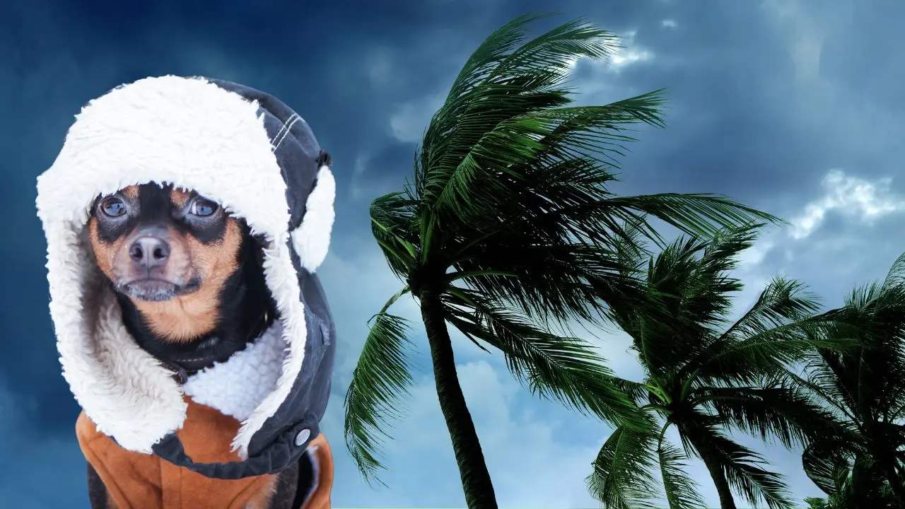 El nuevo frente frío traerá bajas temperaturas y fuertes vientos Foto: Canva