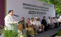 Los “mosquitos buenos” de Yucatán: la innovación científica que está frenando el dengue