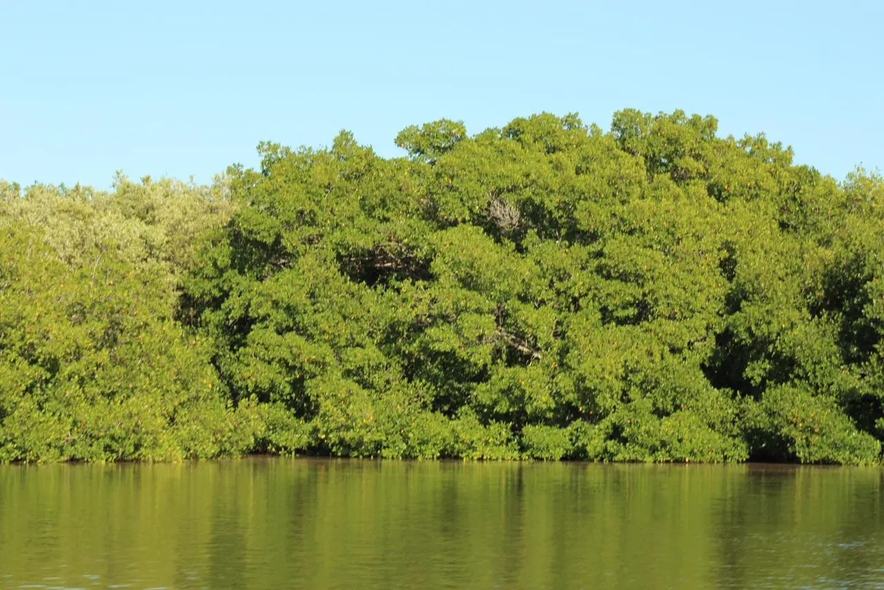 Manglares de Río Lagartos: barreras naturales que protegen Yucatán de huracanes y erosión costera