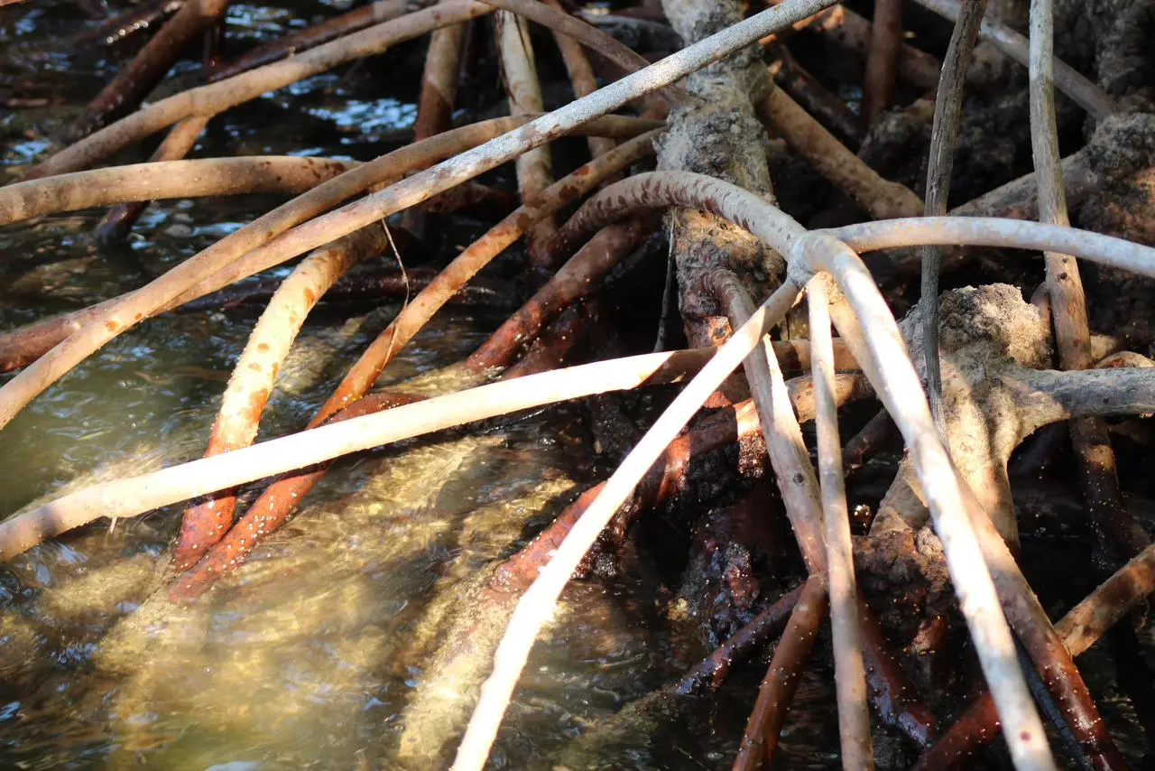 Manglares de Río Lagartos: barreras naturales que protegen Yucatán de huracanes y erosión costera