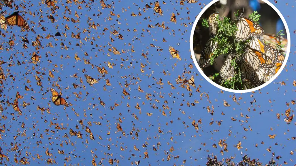 Viaje de la Mariposa Monarca: 3 lugares de México para observar este increíble paisaje